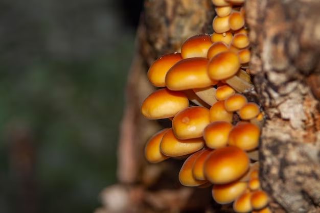 Is Orange mushroom edible?